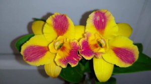 Цветение орхидей. Зигопеталлум, каттлея burana beauty, фаленопсис