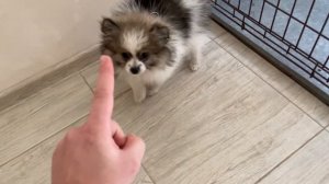 КАК НАУЧИТЬ СОБАКУ КОМАНДЕ ЖДАТЬ? #дрессировка #воспитание #послушание #какнаучитьсобаку