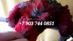 Попугай ара зеленокрылый - ручные птенцы из питомника