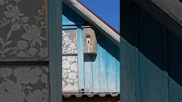 Птинец скворца. Кормление.