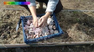 ??Когда и как садить чеснок осенью Крупные головки чеснока Как вырастит крупный чеснок