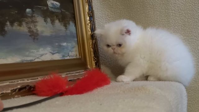 Белый голубоглазый экзотический короткошерстный. White exotic shorthair kitten with blue eyes