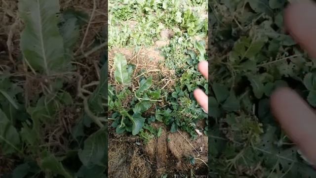более 10кг картошки из мусора.