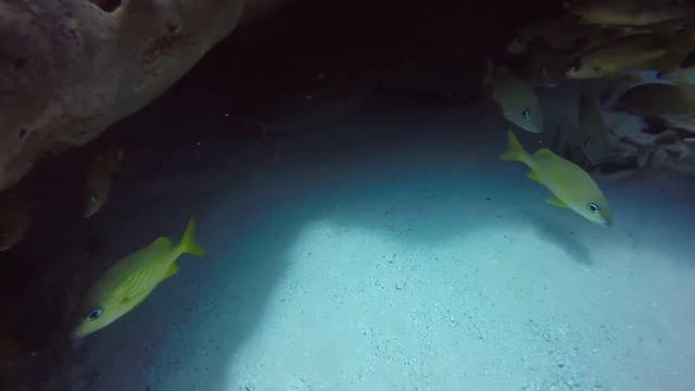 Акула-нянька смотреть онлайн