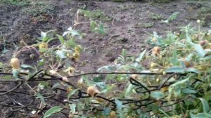 агрессивный клематис мой ангел