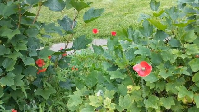 Сад Наташи. Необходимо ли зонировать маленькие сады? Парадная часть сада. смотреть онлайн