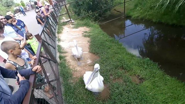 Ижевский зоопарк. смотреть онлайн