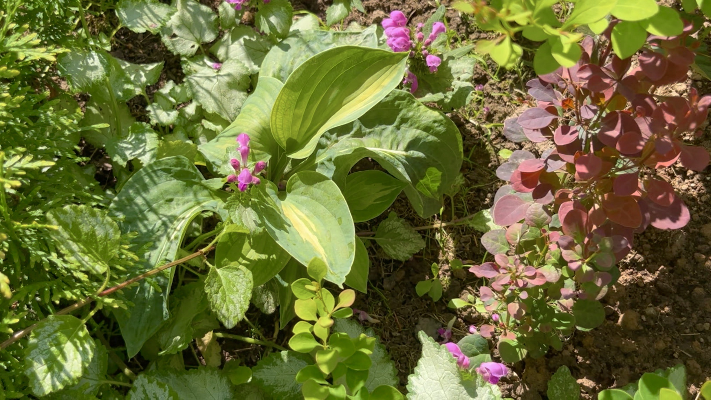 ХОСТЫ НОВОСЕЛЫ. Hosta Striptease / Morning Star / Golden Meadows / Blue Mouse Ears / Ivory Coast.