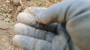 Коп в Калужской области. За 3 часа находок полный карман.
