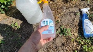 Актелик против тли на розах