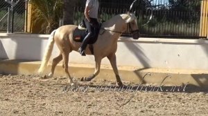 MADRIO 2018 , Palomino PRE - Andalusian stallion - June 2021 video