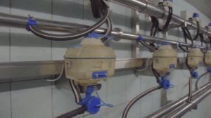 Доение коров на фермах: зал доильный с поворотным механизмом от Шипмастер видео обзор