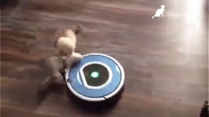 Веселые хорьки #1. видео про хорьков. Funny ferret compilation Part 1. Funny Animals