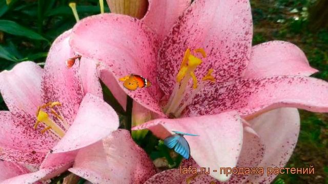 Лилия ла-гибрид Свит Шугар ? обзор: как сажать, луковицы лилии Свит Шугар смотреть онлайн
