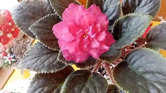 Обзор фиалок 1 часть ,Стандарты🌺