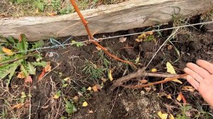 Корнесобственный или привитой. Какой виноград лучше(Коренівласний або щеплений. Який виноград краще