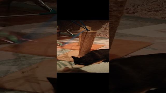 1000080863.mp4