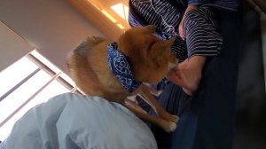 愛犬ノグリ朝から舐める！　Pet dog Noguri licking from the morning　애견 노구리 아침부터 핥는 다　2020年12月26日