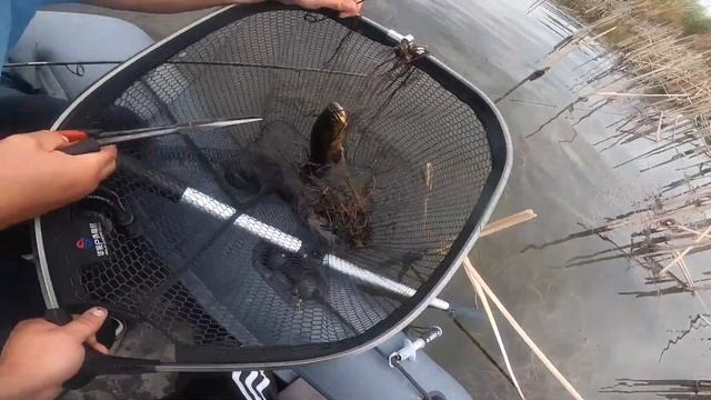 выезд на змей-голову! Удачная рыбалка смотреть онлайн