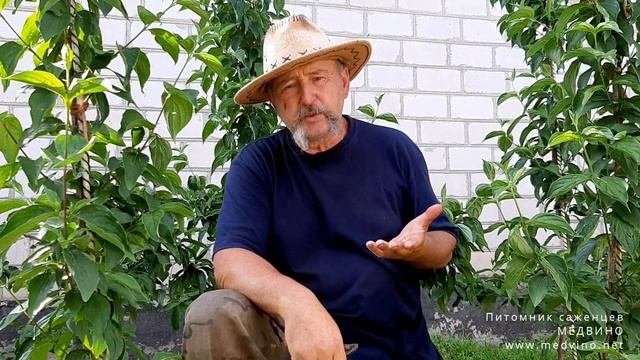 Подкормка плодовых деревьев: нюансы