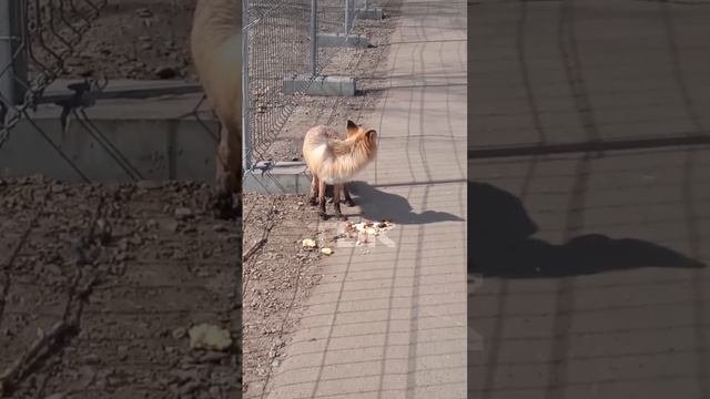 Лиса на острове Татышев