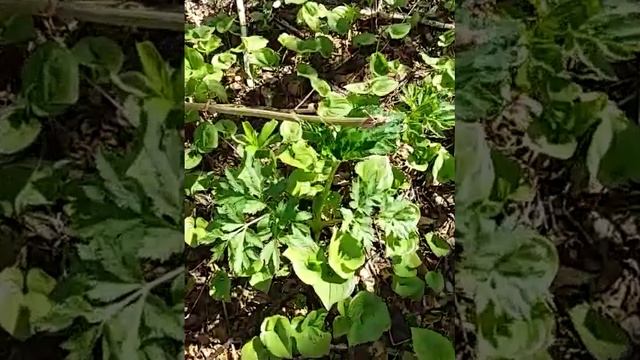 Что ест медведь на Камчатке? Часть 1. смотреть онлайн