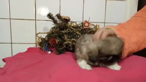 Королевский Пекинес(девочка)