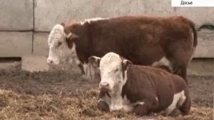 Монгольские животноводы впервые закупили в Алтайском крае племенной скот мясной породы