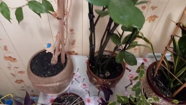 Комнатные цветы?#подкормка для фикуса и замиокулькаса #АВРОРА:покупки