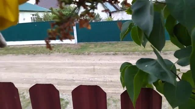 Дайте СЕЙЧАС сирени шанс на пышное цветение! смотреть онлайн