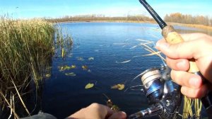 Ищем щуку в камышах. Один воблер, сделавший рыбалку