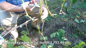 Прививка винограда чёрным в зёлёное.