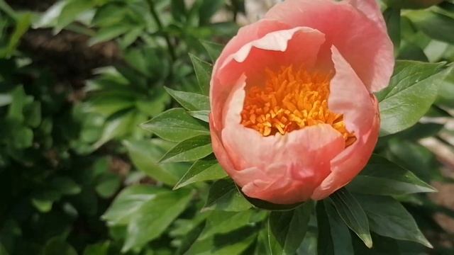 Зацвёл новый пион. Это не Корал Сансет случайно? Шмель. Май 2023 смотреть онлайн
