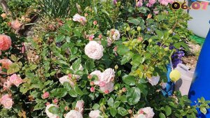 Роза Розенфасцинацион в Подмосковье