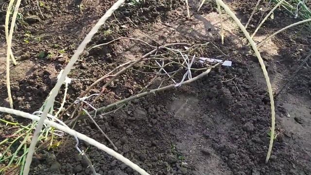 Пора прощаться с розами . смотреть онлайн