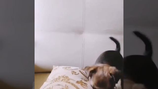 Мини пти брабансон. Питомник Москва смотреть онлайн