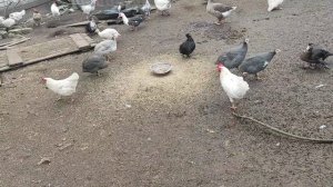 Мой птичий двор и Герда на птичьем дворе🐔🐤🦆🐕🦺