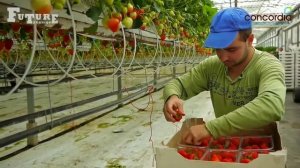 Современные технологии выращивания клубники.