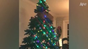 НОВОГОДНИЕ ПРИКОЛЫ № 5??