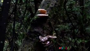 Ложные Опята какие то. Маковый Опенок или Ложноопенок Серопластинчатый.