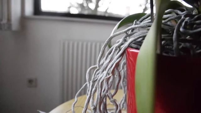 My Orchid Collection in 60 seconds смотреть онлайн