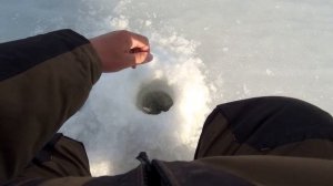 ЛОВЛЯ БЕРША ЗИМОЙ НА ПОСТАВУШКИ, ЛОВЛЯ НА ТЮЛЬКУ | ЗИМНЯЯ РЫБАЛКА 2021-22 fishing