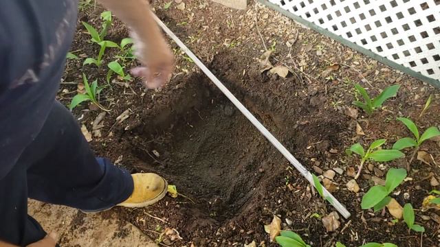 How to Plant Hydrangeas