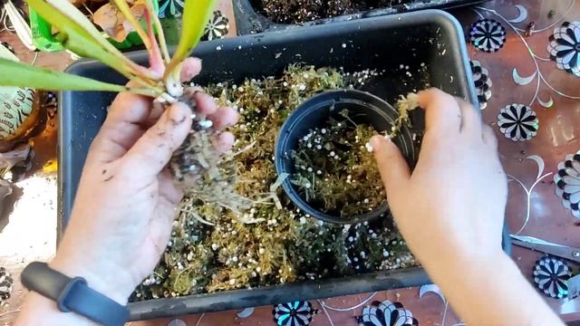 Вывожу Саррацению Alata-Catesbaei с зимовки. Пересадка и разделение куста. смотреть онлайн