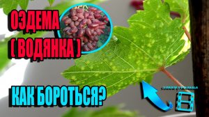 ОЭДЕМА (ВОДЯНКА) - БОЛЕЗНЬ САЖЕНЦЕВ ВИНОГРАДА И ВИНОГРАДА В ТЕПЛИЦЕ. СЕВЕРНЫЙ ВИНОГРАДНИК 22-11