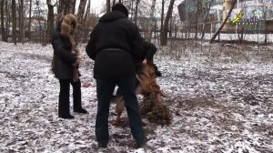 Сложное упражнение, эрдель и овчарка, дрессировка собак