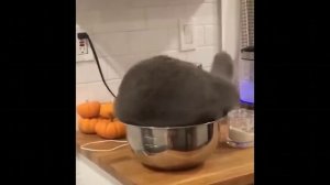 Зубастые хулиганы / подборка смешных котов