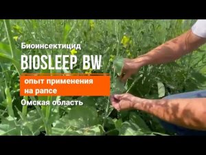 Репортаж с полей. Эффективность применения BioSleep BW на рапсе