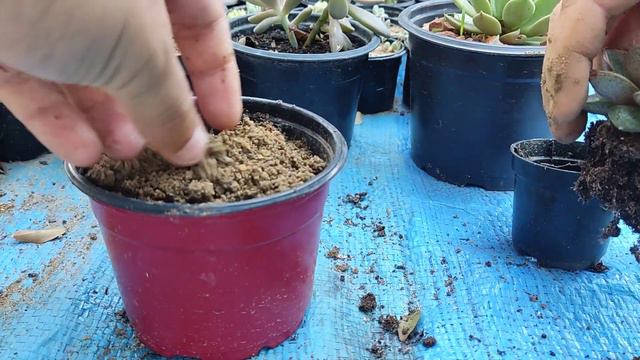 🔴DIONYSOS - COMO CUIDAR DE ECHEVERIA DIONYSOS - COMO PLANTAR - TRANPLANTE DESSA PLANTA SUCULENTA смотреть онлайн