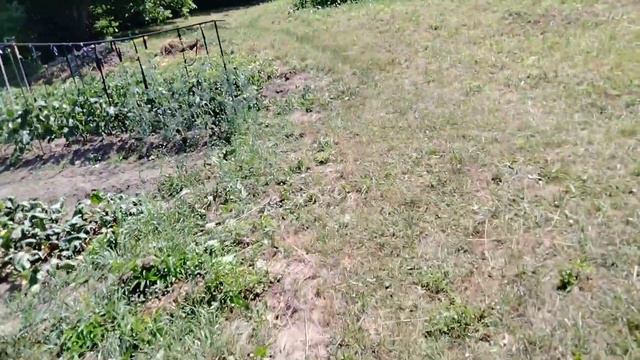 На улице 35,а в бане 120.#дача#теплица#огород# смотреть онлайн